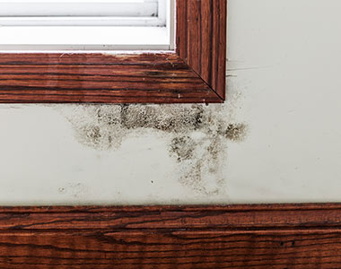 louisville mold remeidation